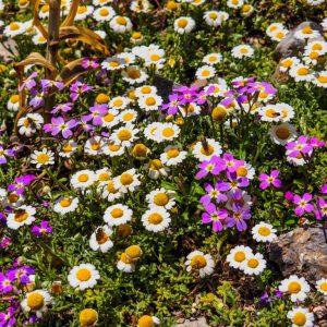 Monemvasia - April 2019