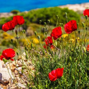 Elafonisos - May 2019