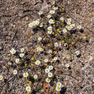 Elafonisos - May 2019