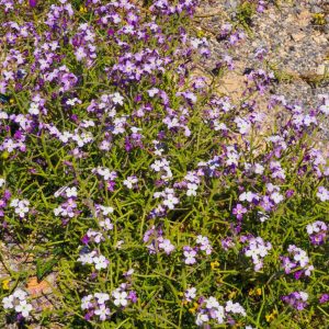 Elafonisos - May 2019