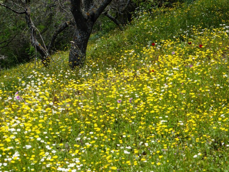 Kea – In Search of the Lion