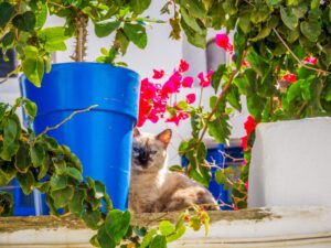 Tinos – A Revelation! Exploring Tinos Town and a Trip to Pyrgos