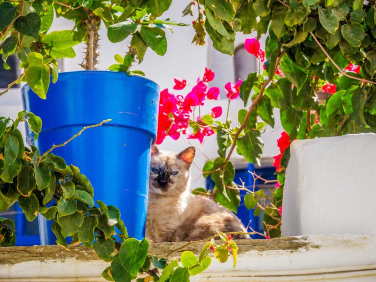 Tinos – A Revelation!  Exploring Tinos Town and a Trip to Pyrgos