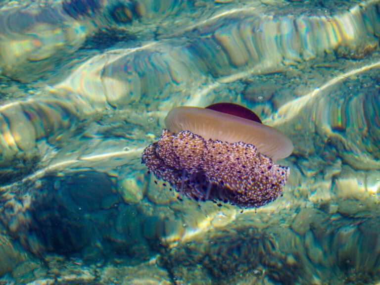 Last Day on Tinos – Pilgrims, Crocs and Jellyfish