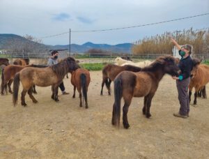 Visiting the Skyrian Ponies and Farewell Skyros