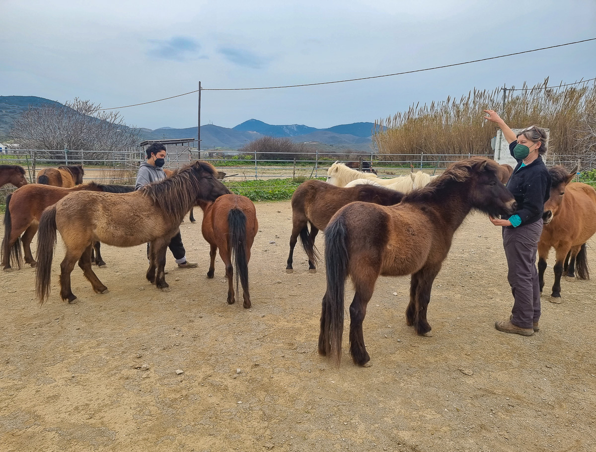 Visiting the Skyrian Ponies and Farewell Skyros