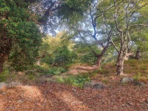 Car Hire Capers on Samothrace