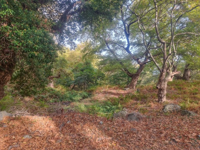 Car Hire Capers on Samothrace