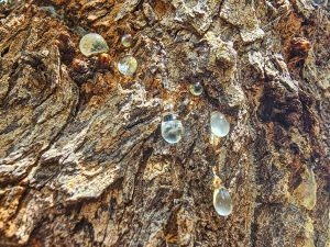 Walking Through the Mastic Plantations