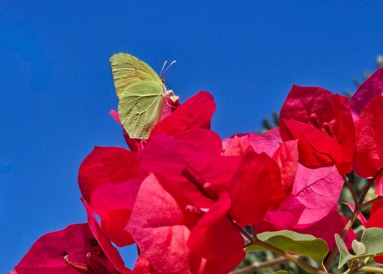 Farewell to Paxos and Back to Corfu