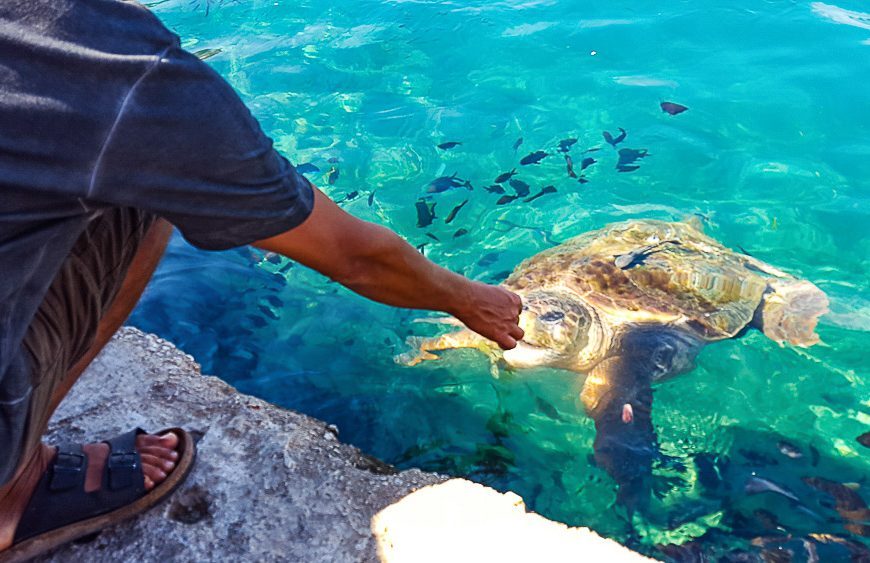 Loggerhead turtles coming to feed in Kastellorizo harbour
