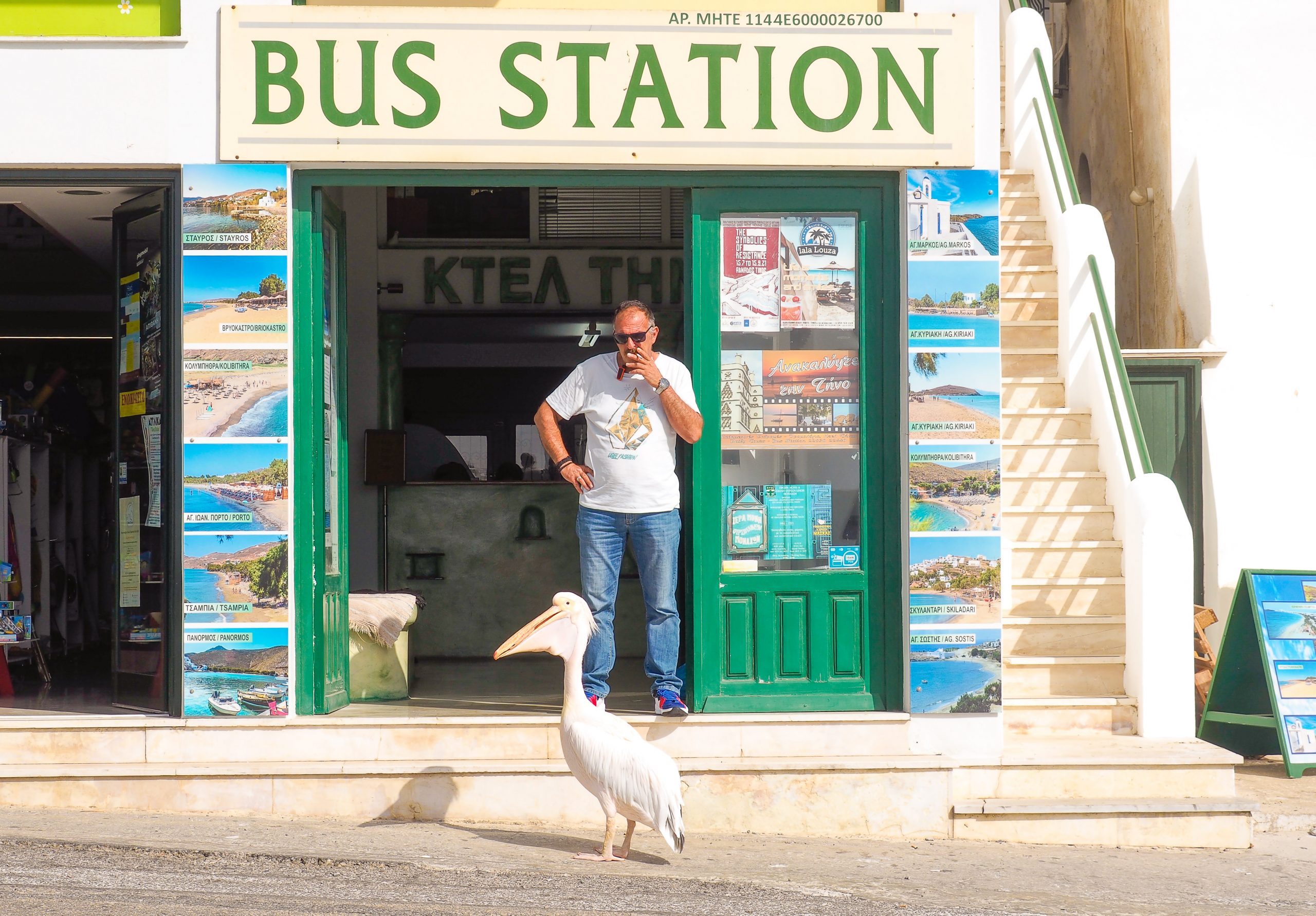 The famous Tinos Pelican walking past the bus station