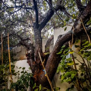 Traditional Kasiot House, Fri