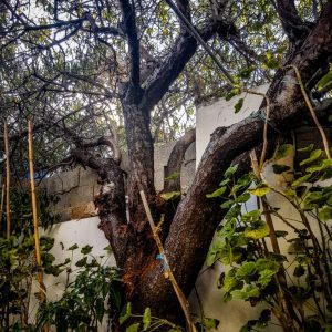 Traditional Kasiot House, Fri