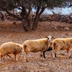 Traditional Kasiot House