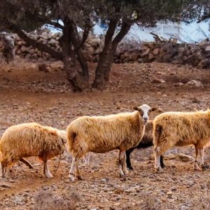 Traditional Kasiot House