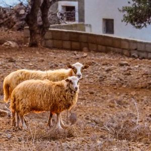 Traditional Kasiot House