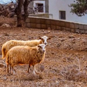 Traditional Kasiot House