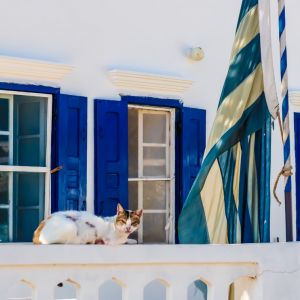Cats of Kasos