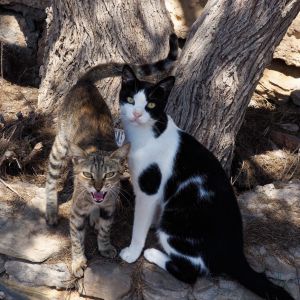 Cats of Kasos