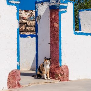 Cats of Kasos