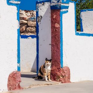 Cats of Kasos