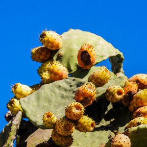 Prickly Pear