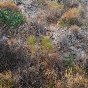 Nisyros