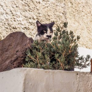 Nisyros