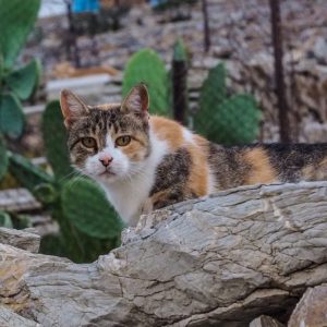 Symi