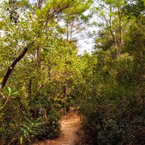 Rhodes - Pefkos and Beyond