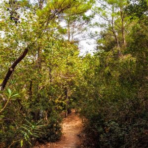 Rhodes - Pefkos and Beyond