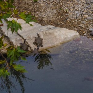 Rhodes - Pefkos and Beyond