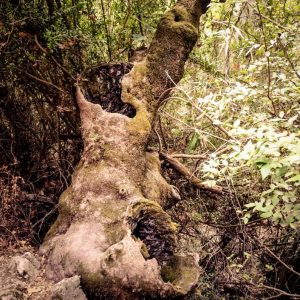 Rhodes - Pefkos and Beyond