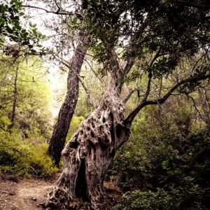 Rhodes - Pefkos and Beyond