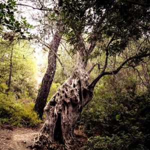 Rhodes - Pefkos and Beyond