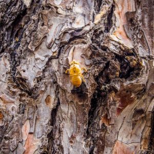 Rhodes - Pefkos and Beyond