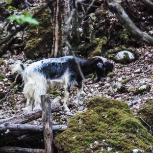 Rhodes - Pefkos and Beyond