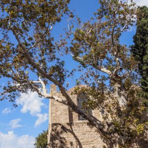 Rhodes - Pefkos and Beyond