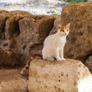 Rhodes Old Town 2018