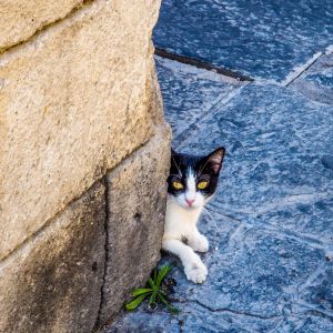 Rhodes Old Town 2018