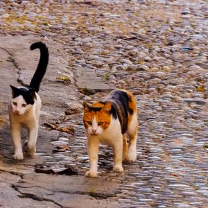 Rhodes Old Town 2018