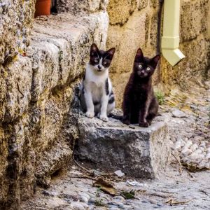 Rhodes Old Town 2018