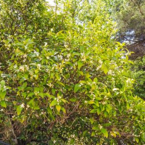 Kythira - May 2019