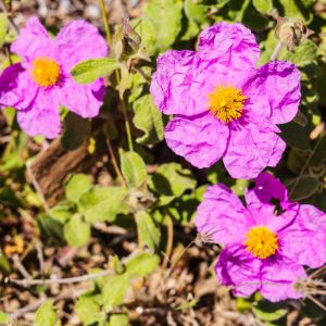 Elafonisos - May 2019