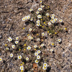 Elafonisos - May 2019