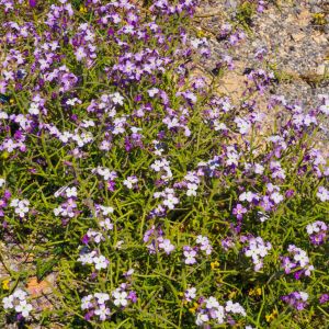 Elafonisos - May 2019