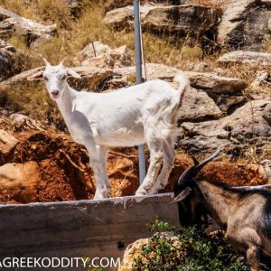 Agathonisi - July 2019