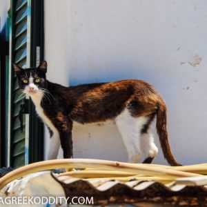 Agathonisi - July 2019