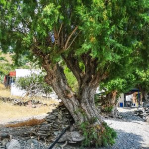 Fourni - July 2019.